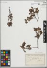 Foto von Salix repens L.